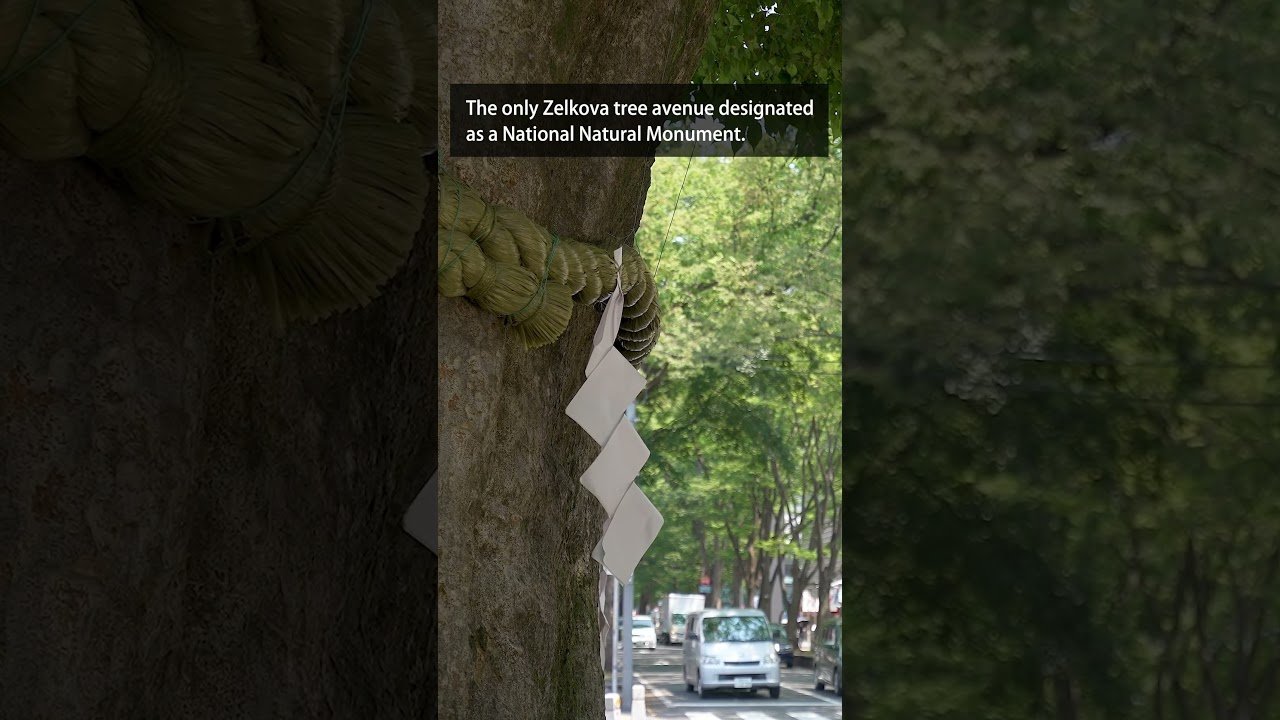 🌳 느티나무 숲(케야키노모리) 이미지 3